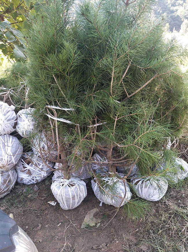 白皮松怎么种植?白皮松树苗的种植管理技术 白皮松怎么种植?白皮松树苗的种植管理技术