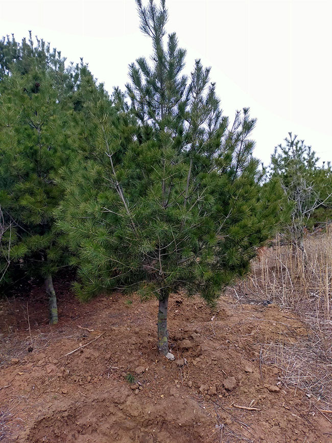 白皮松怎么种植?白皮松树苗的种植管理技术 白皮松怎么种植?白皮松树苗的种植管理技术