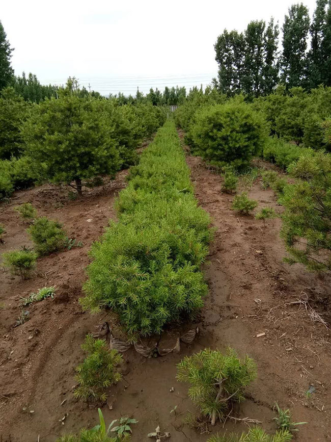 白皮松怎么种植?白皮松树苗的种植管理技术 白皮松怎么种植?白皮松树苗的种植管理技术