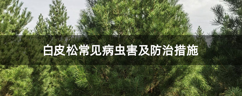 白皮松常见病虫害及防治措施