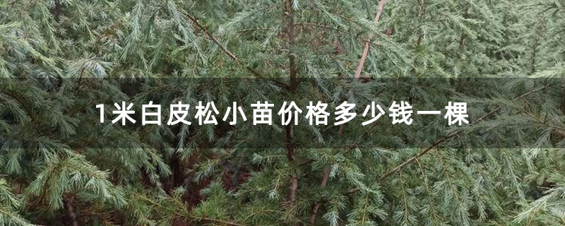 1米白皮松小苗 1米白皮松小苗