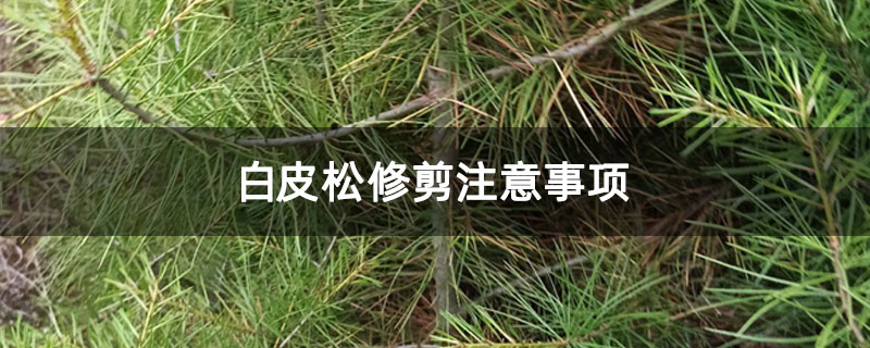 白皮松修剪注意事项 白皮松修剪注意事项