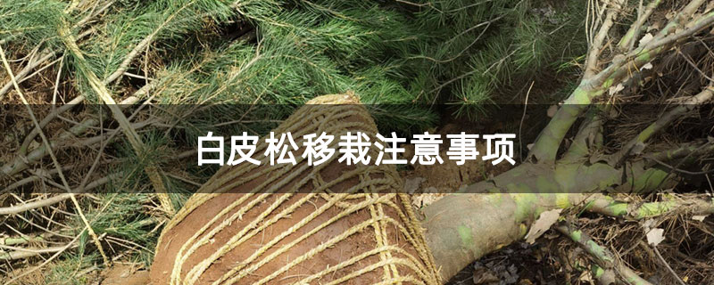 白皮松移栽注意事项 白皮松移栽注意事项
