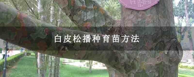 白皮松播种育苗方法 白皮松播种育苗方法