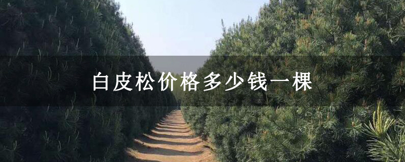 白皮松价格多少钱一棵 白皮松价格多少钱一棵