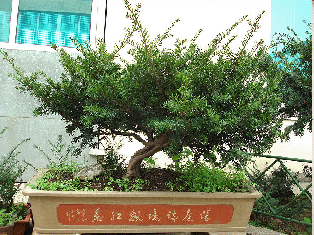 红豆杉22.jpg