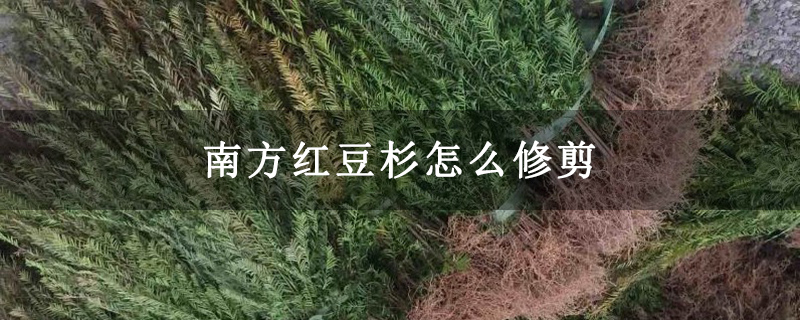 南方红豆杉怎么修剪 南方红豆杉怎么修剪
