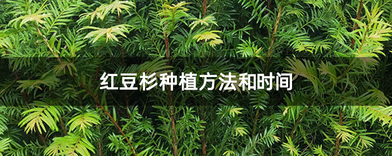 红豆杉种植方法和时间