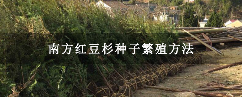 南方红豆杉种子繁殖方法 南方红豆杉种子繁殖方法