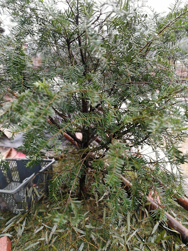 红豆杉 红豆杉