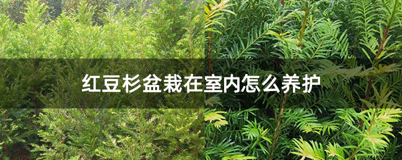 红豆杉盆栽在室内怎么养护 红豆杉盆栽在室内怎么养护