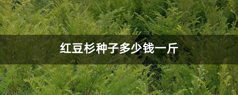 红豆杉种子多少钱一斤 红豆杉种子多少钱一斤