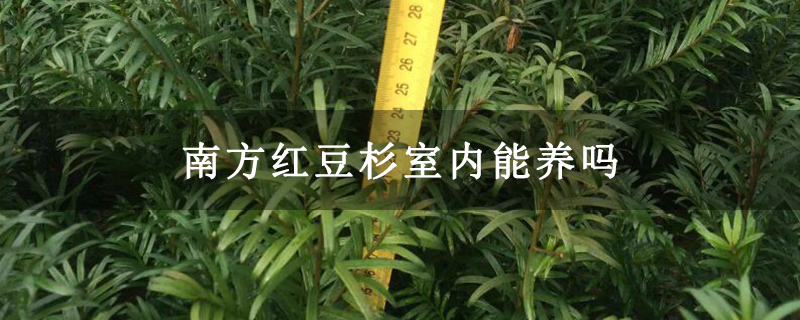 南方红豆杉室内能养吗 南方红豆杉室内能养吗