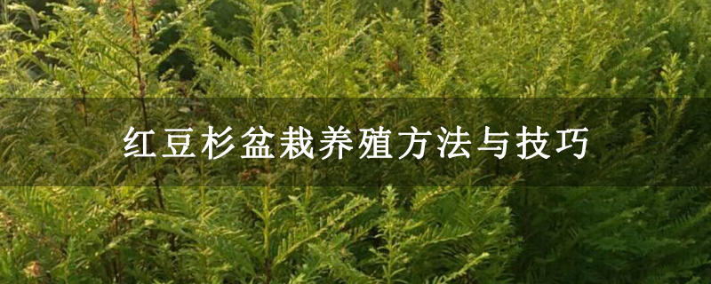 红豆杉盆栽养殖方法与技巧 红豆杉盆栽养殖方法与技巧