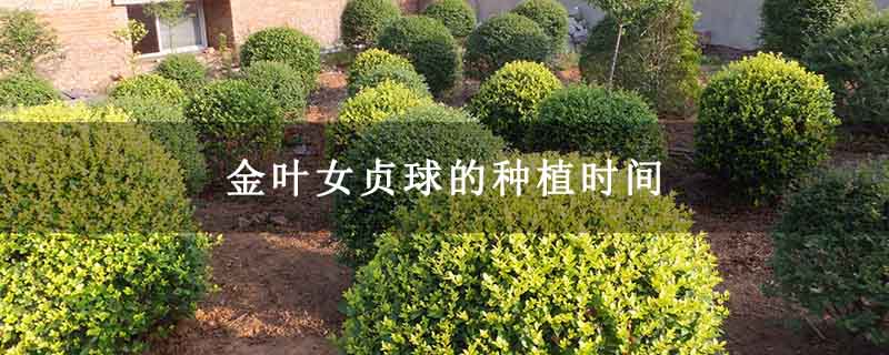 金叶女贞球的种植时间 金叶女贞球的种植时间