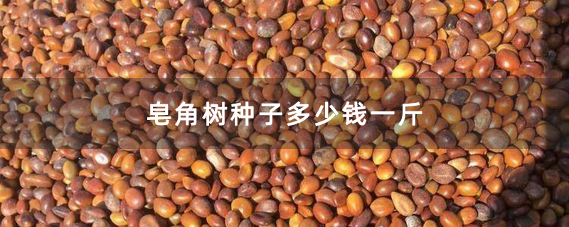 皂角树种子