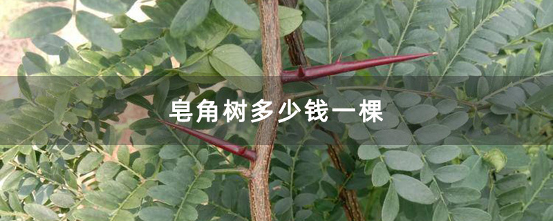 皂角树 皂角树