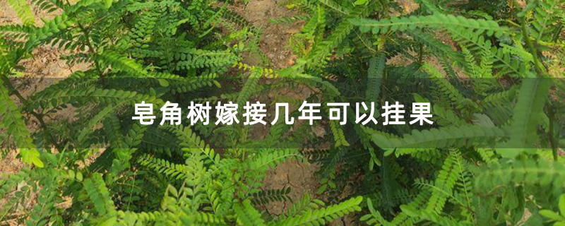 皂角树嫁接小苗