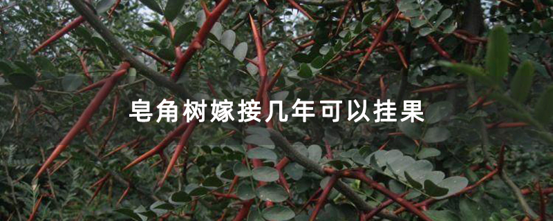 皂角树苗 皂角树苗