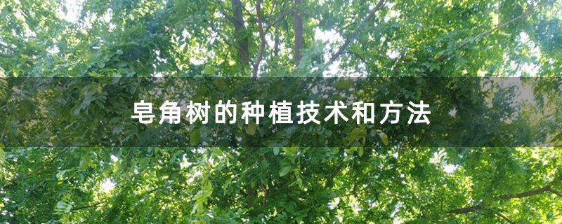 皂角树基地