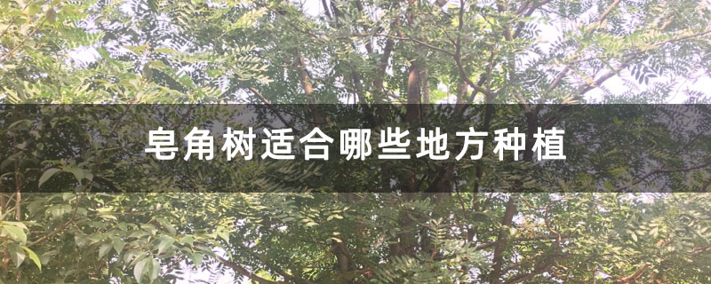 皂角树适合哪些地方种植 皂角树适合哪些地方种植