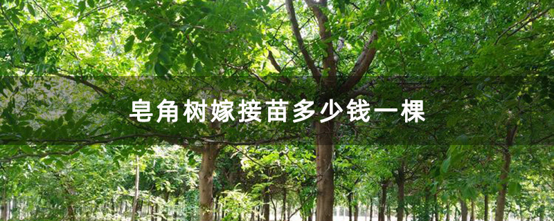 皂角树嫁接苗 皂角树嫁接苗