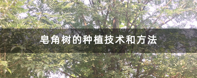 皂角树的种植技术和方法 皂角树的种植技术和方法