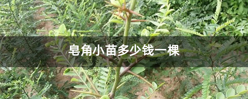 皂角小苗多少钱一棵 皂角小苗多少钱一棵