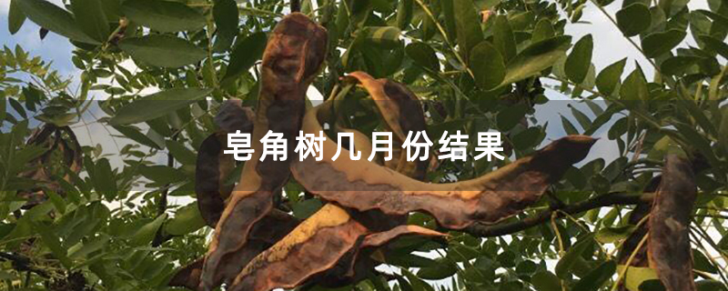 皂角树几月份结果 皂角树几月份结果