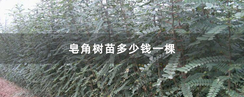 皂角树苗 皂角树苗