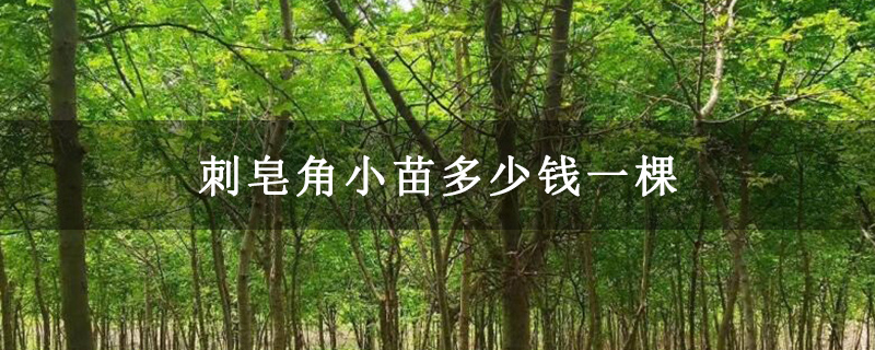 刺皂角小苗多少钱一棵 刺皂角小苗多少钱一棵