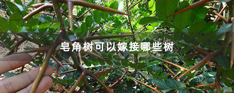 大刺皂角 大刺皂角