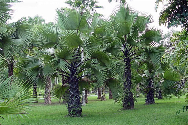 棕榈树基地实拍图