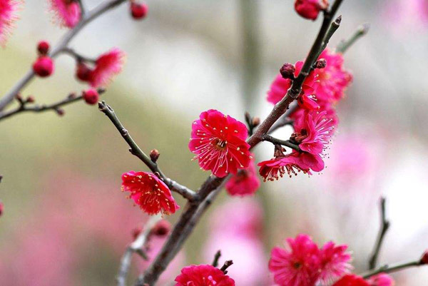 红梅花 红梅花