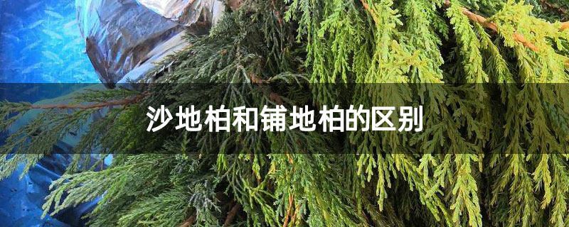 沙地柏和铺地柏的区别 沙地柏和铺地柏的区别