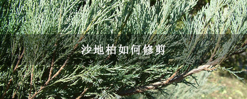 沙地柏如何修剪 沙地柏如何修剪