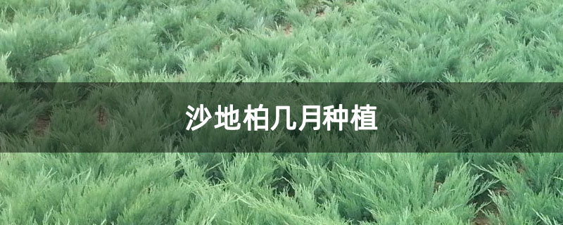 沙地柏几月种植 沙地柏几月种植
