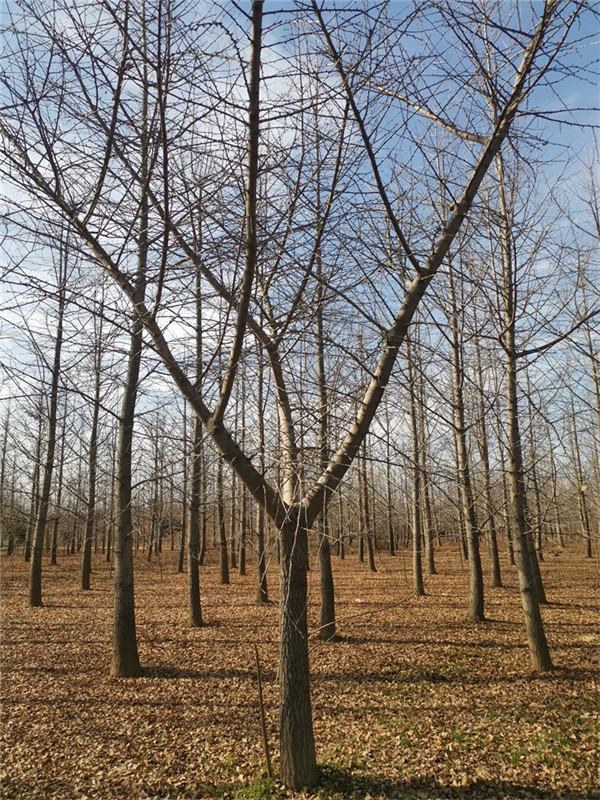 嫁接银杏树基地实拍图片