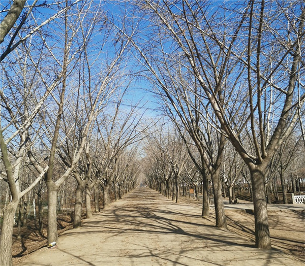 嫁接银杏树基地实拍图片