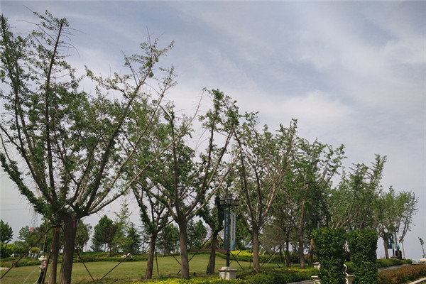 嫁接银杏树基地实拍图片