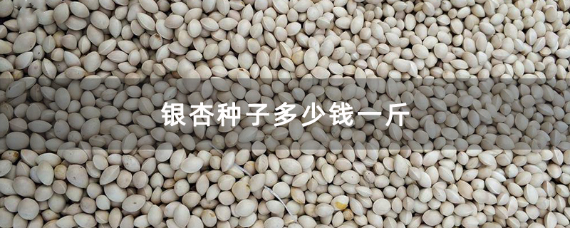 银杏种子 银杏种子