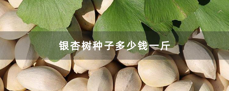 银杏树种子