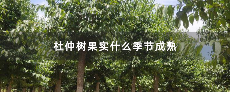 杜仲树苗圃 杜仲树苗圃