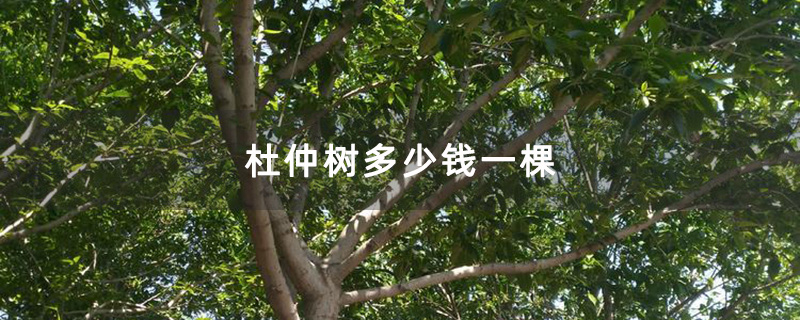 杜仲树种植基地