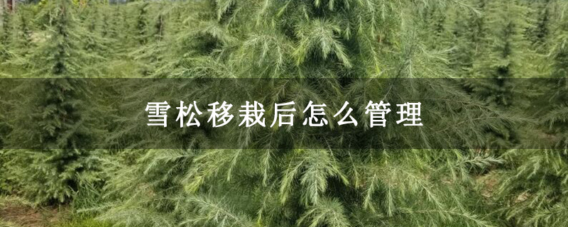 雪松移栽后怎么管理 雪松移栽后怎么管理