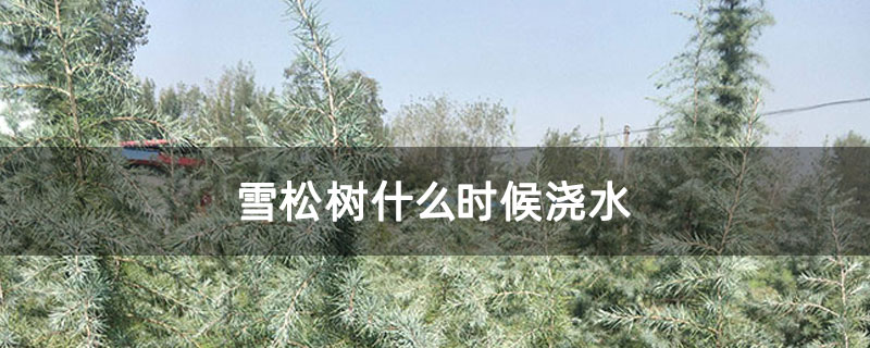 雪松树什么时候浇水 雪松树什么时候浇水