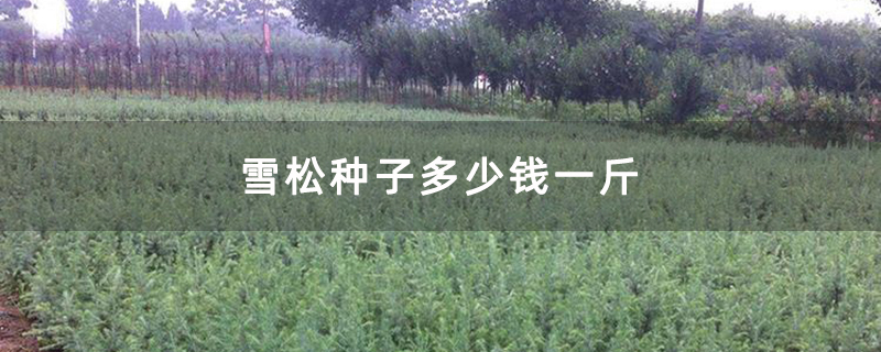 雪松小苗基地实拍图 雪松小苗基地实拍图