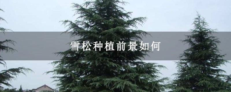 雪松树