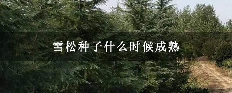 雪松种子什么时候成熟 雪松种子什么时候成熟