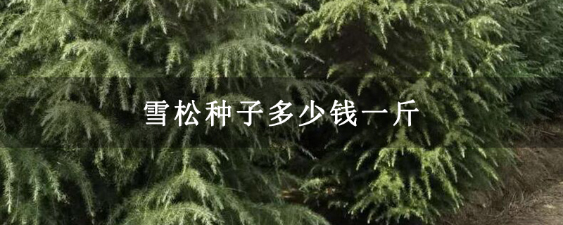 雪松种子多少钱一斤 雪松种子多少钱一斤